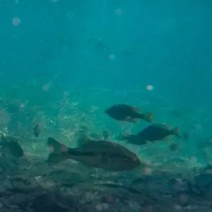 thumbnail for publication: Aquatic Ecosystems